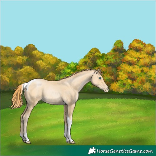 Horse Color:Buckskin Pearl Tobiano Rabicano 