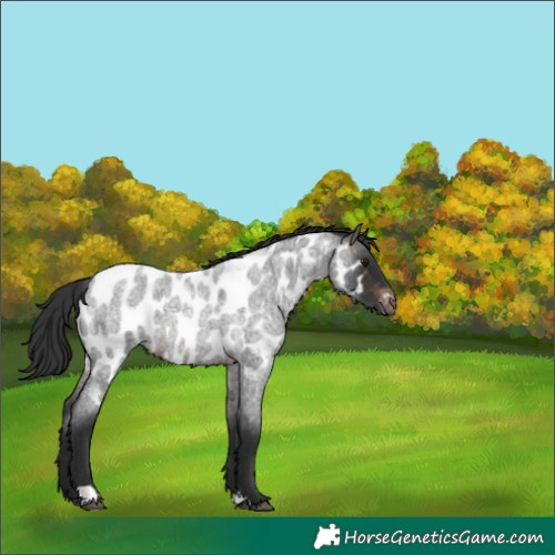Horse Color:Brown Roan Appaloosa 