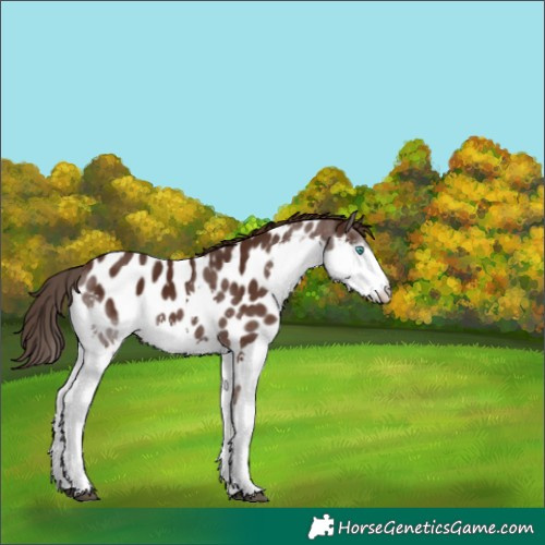 Horse Color:Liver Chestnut Splash Tobiano Appaloosa 