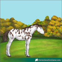 Horse Color:Liver Chestnut Splash Tobiano Near Leopard