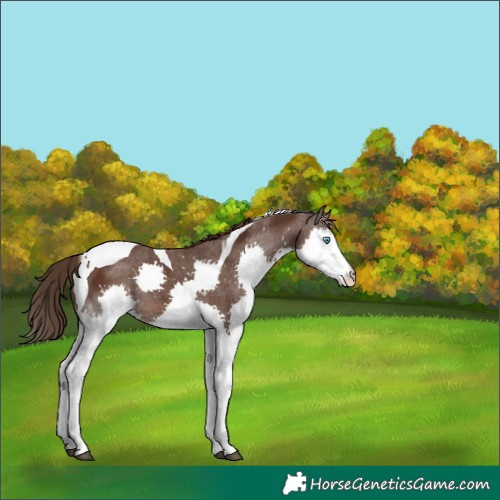 Horse Color:Liver Chestnut Splash Tobiano 
