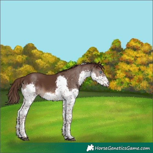 Horse Color:Liver Chestnut Splash Tobiano 