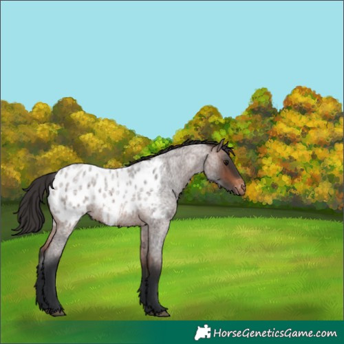 Horse Color:Brown Roan Appaloosa 