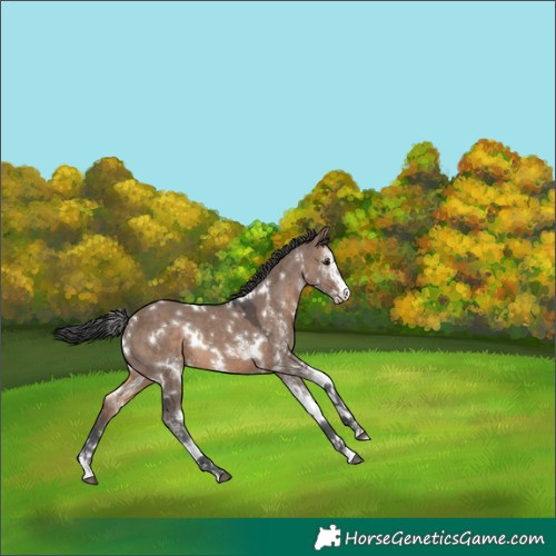 Horse Color:White Spotted Brown Dun Merle