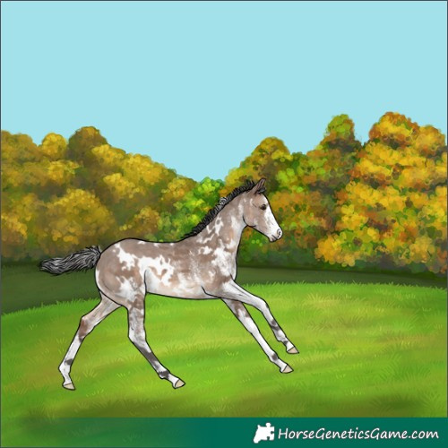 Horse Color:White Spotted Brown Dun Merle