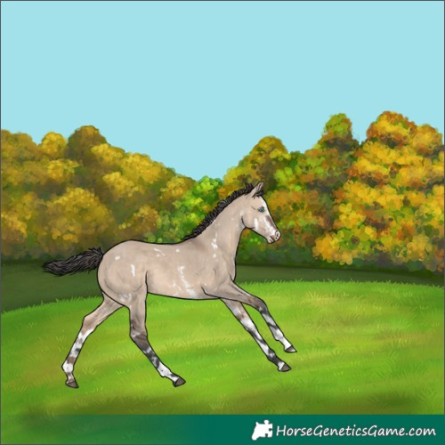 Horse Color:White Spotted Brown Dun Merle 