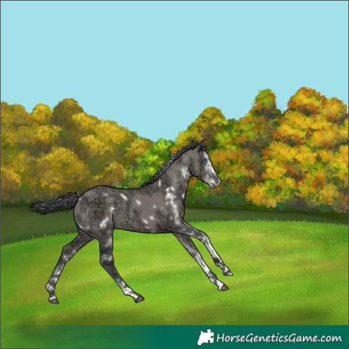 Horse Color:White Spotted Grullo Ice Merle 