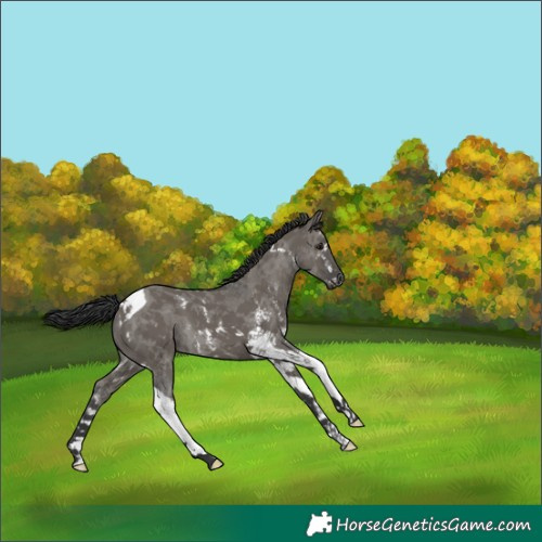 Horse Color:Grullo Sabino Tobiano 