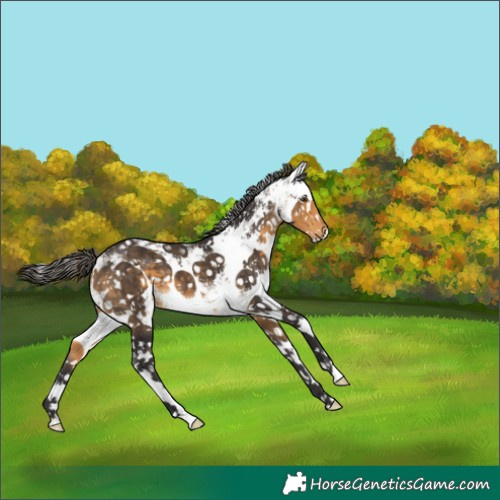 Horse Color:White Spotted Buckskin Sabino