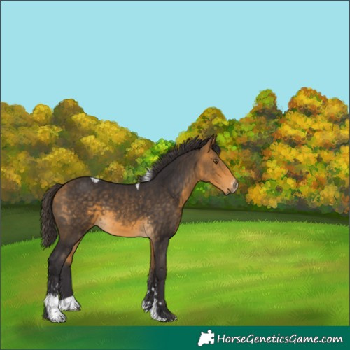 Horse Color:Buckskin Sabino Tobiano 