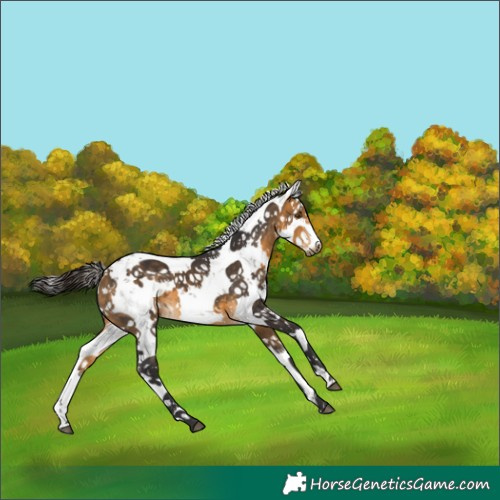 Horse Color:White Spotted Buckskin Sabino 