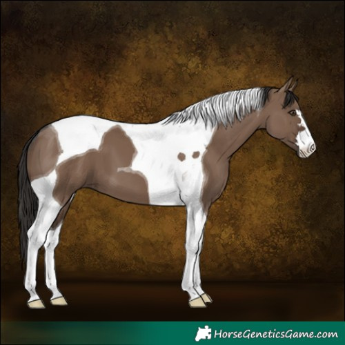Horse Color:Liver Red Dun Tobiano 