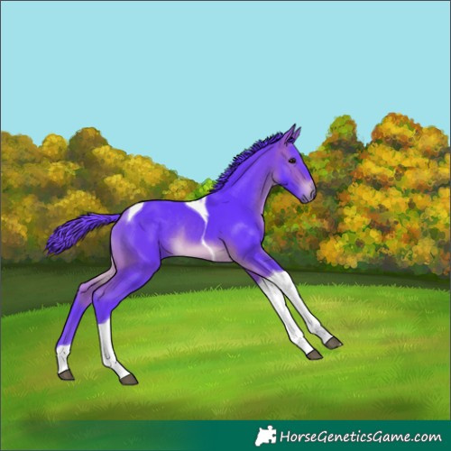 Horse Color:Watercolor Bay Tobiano Rabicano 