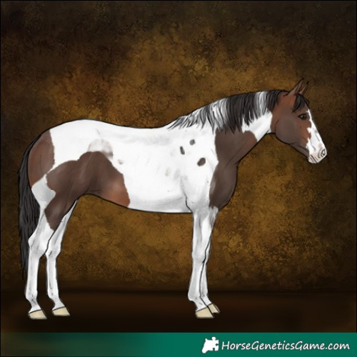 Horse Color:Brown Tobiano 