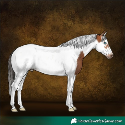 Horse Color:Bay Splash Tobiano Frame 
