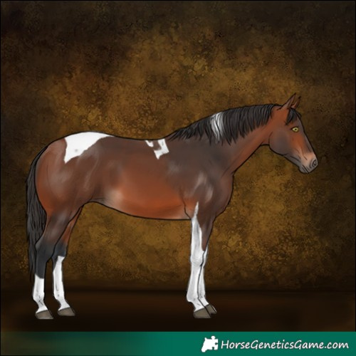 Horse Color:Bay Tobiano