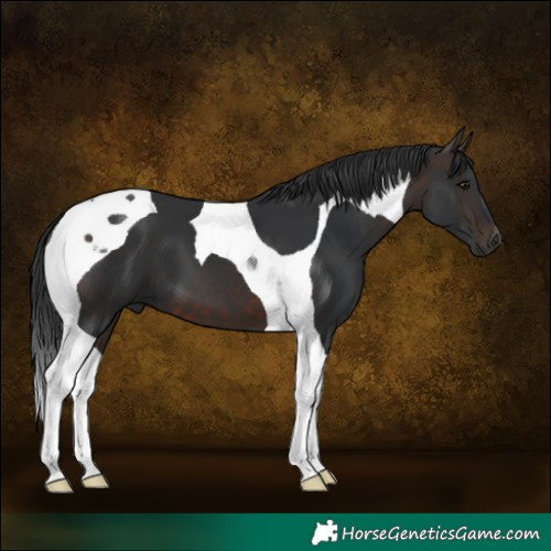 Horse Color:Brown Tobiano