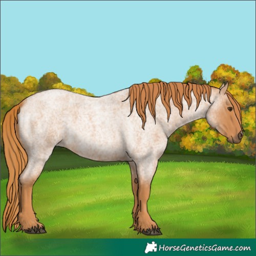 Horse Color:Red Roan 