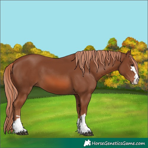 Horse Color:Chestnut 