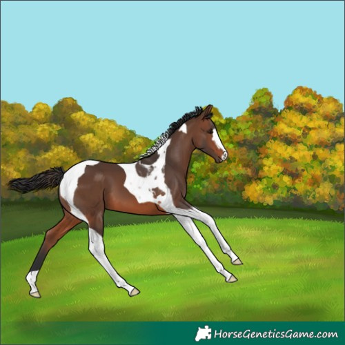 Horse Color:Brown Tobiano 