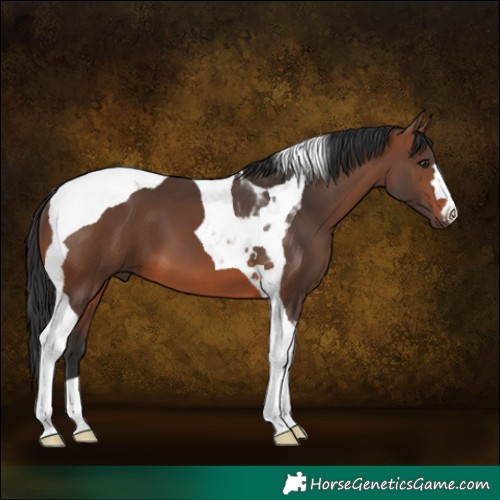 Horse Color:Brown Tobiano 