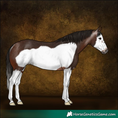 Horse Color:Gray Bay Splash Frame Rabicano