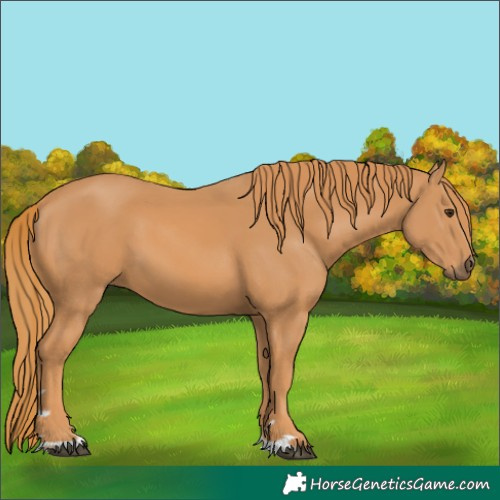 Horse Color:Chestnut 