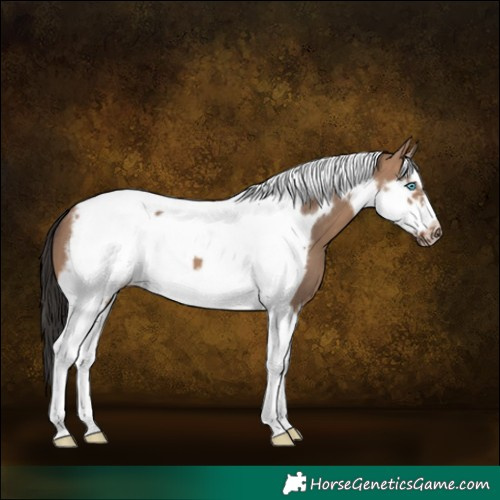 Horse Color:Brown Dun Splash Tobiano Frame 
