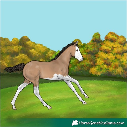 Horse Color:Bay Dun Splash 