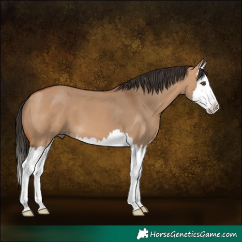 Horse Color:Bay Dun Splash 