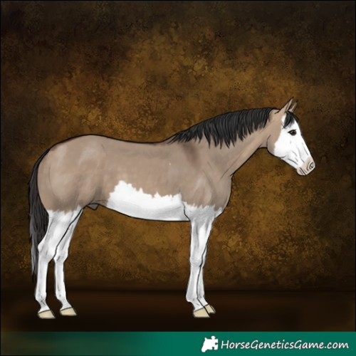 Horse Color:Bay Dun Splash 