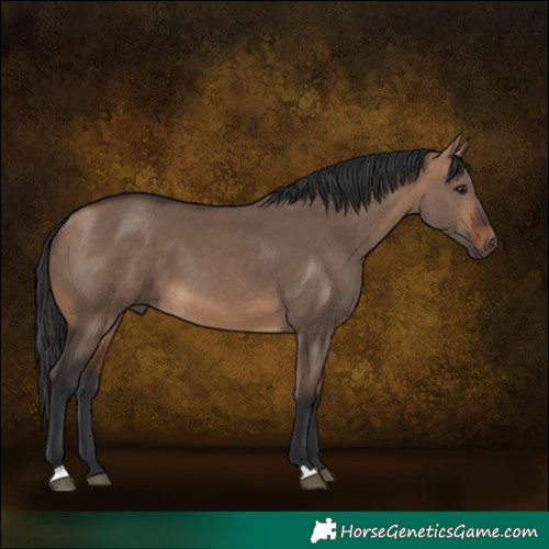 Horse Color:Bay Dun