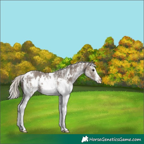 Horse Color:White Spotted Silver Grullo 