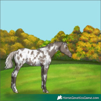 Horse Color:White Spotted Silver Grullo Near Leopard