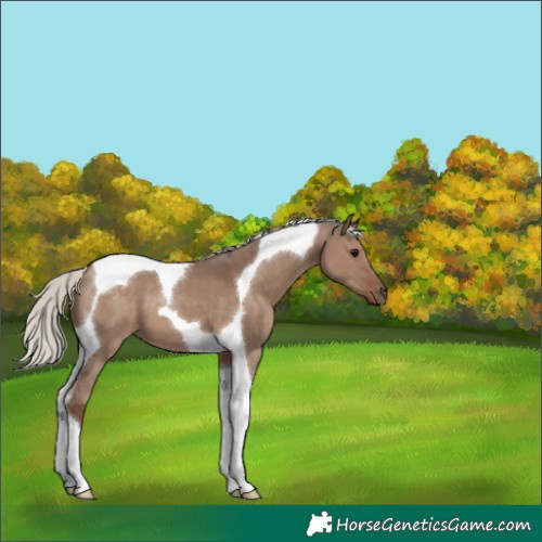Horse Color:Silver Grullo Tobiano 