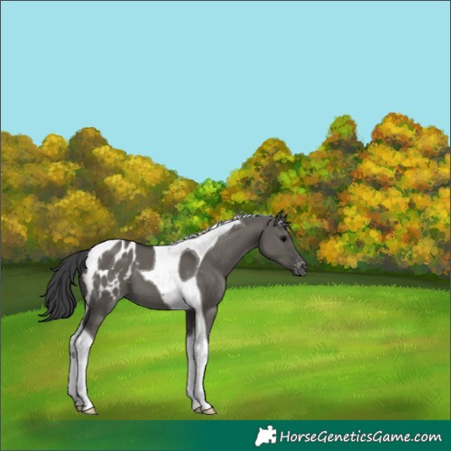 Horse Color:Grullo Tobiano Appaloosa 