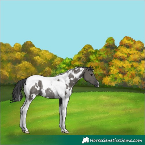 Horse Color:White Spotted Grullo Tobiano Rabicano