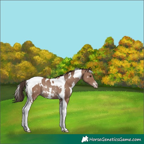 Horse Color:White Spotted Classic Champagne Tobiano Rabicano