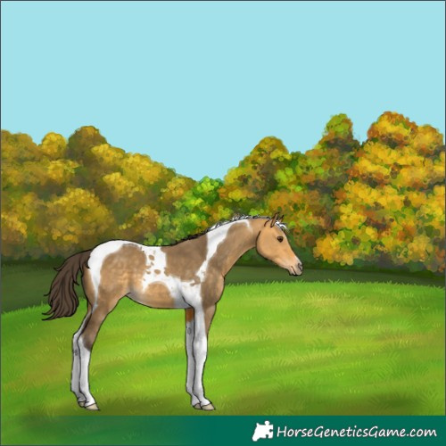 Horse Color:Buckskin Dun Tobiano
