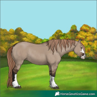 Horse Color:Liver Red Dun Rabicano 