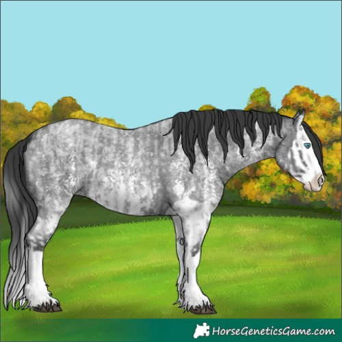 Horse Color:Blue Roan Sabino Splash  and Blue Roan Sabino Splash 