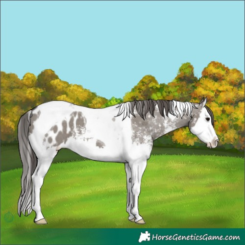 Horse Color:Grullo Sabino Splash Tobiano Appaloosa 