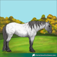 Horse Color:Blue Roan Appaloosa