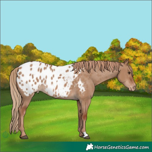 Horse Color:Red Dun Appaloosa 