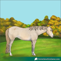 Horse Color:Amber Cream Champagne Varnish 