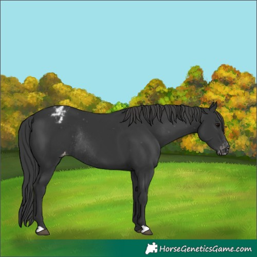 Horse Color:Black Varnish Rabicano 