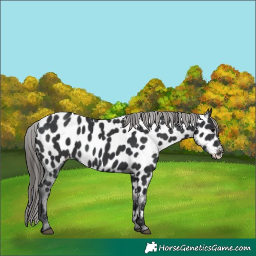 Horse Color:Black Appaloosa Rabicano 