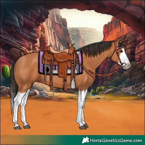 Horse Color:Bay Splash Frame 
