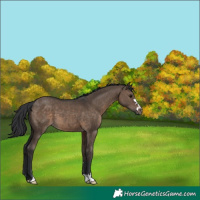Horse Color:Brown Dun 
