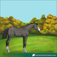Horse Color:Grullo 